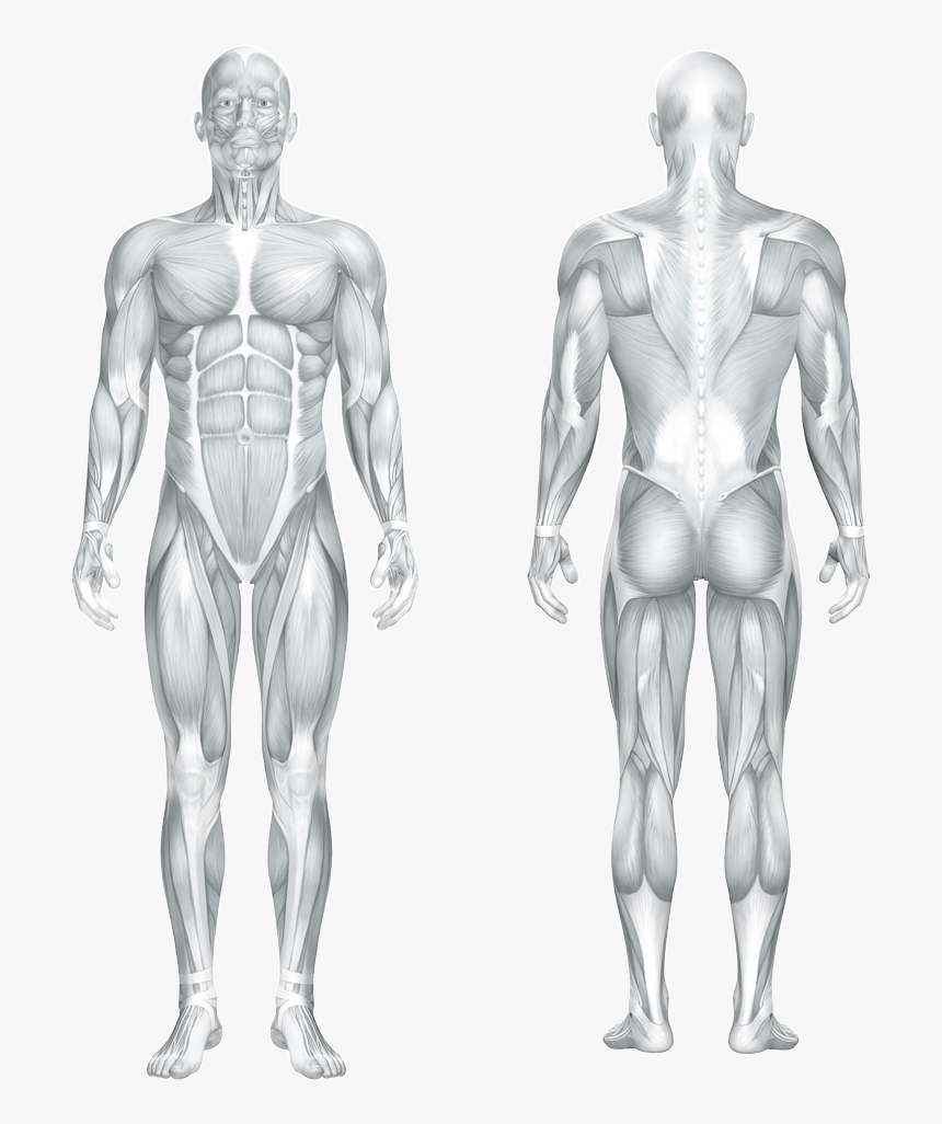 Human Anatomy, HD Png Download, Free Download