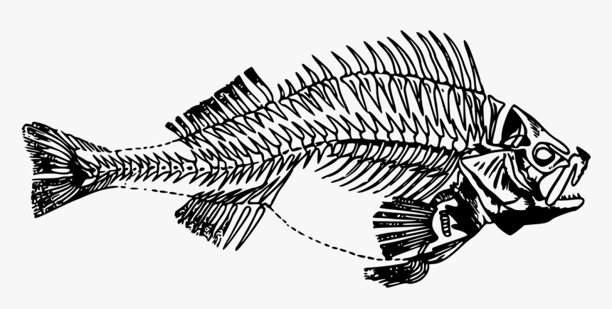 Free Vector Graphic - Fish Skeleton Png, Transparent Png, Free Download