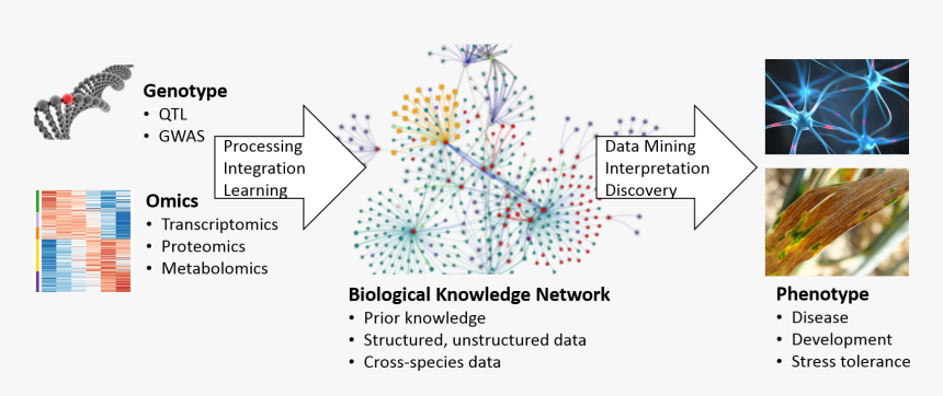 Diagram, HD Png Download, Free Download