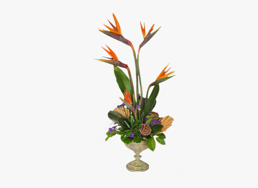 Bird Of Paradise Plant Png - Bird Of Paradise, Transparent Png, Free Download