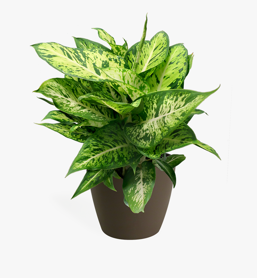 Flowerpot, HD Png Download, Free Download