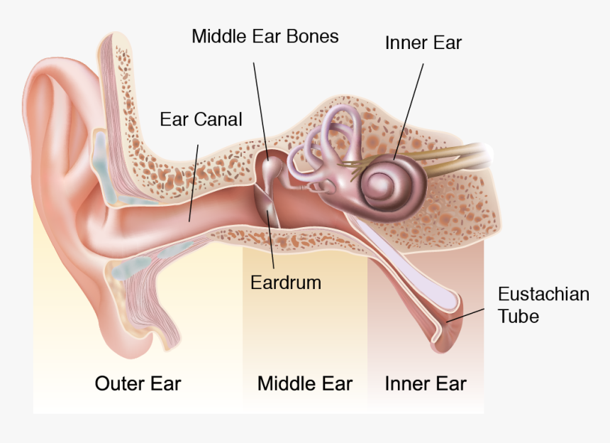 Asset 2 Logo - Ear Diagram Outer Middle Inner, HD Png Download, Free Download