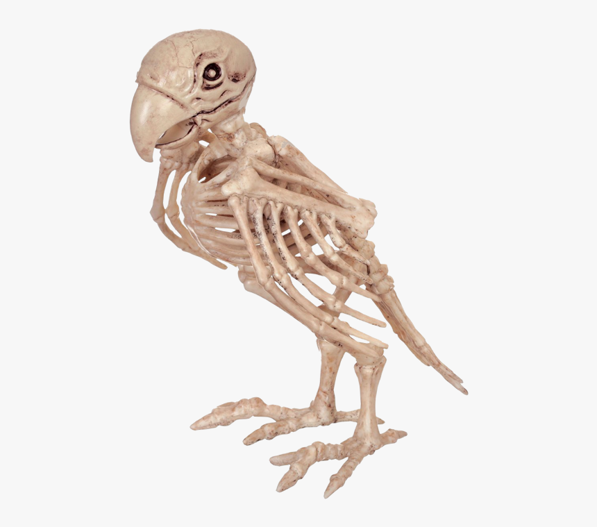 Skeleton Birds, HD Png Download, Free Download