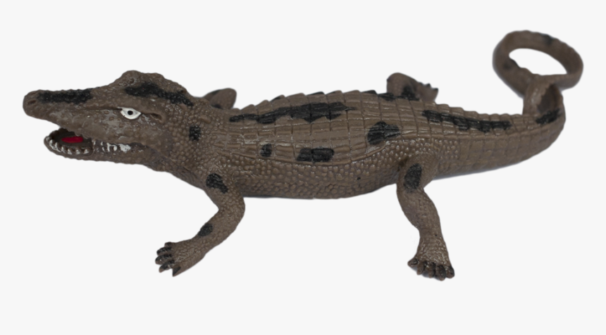 American Crocodile, HD Png Download, Free Download