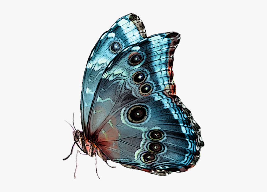 Butterfly Beautiful Png, Transparent Png, Free Download