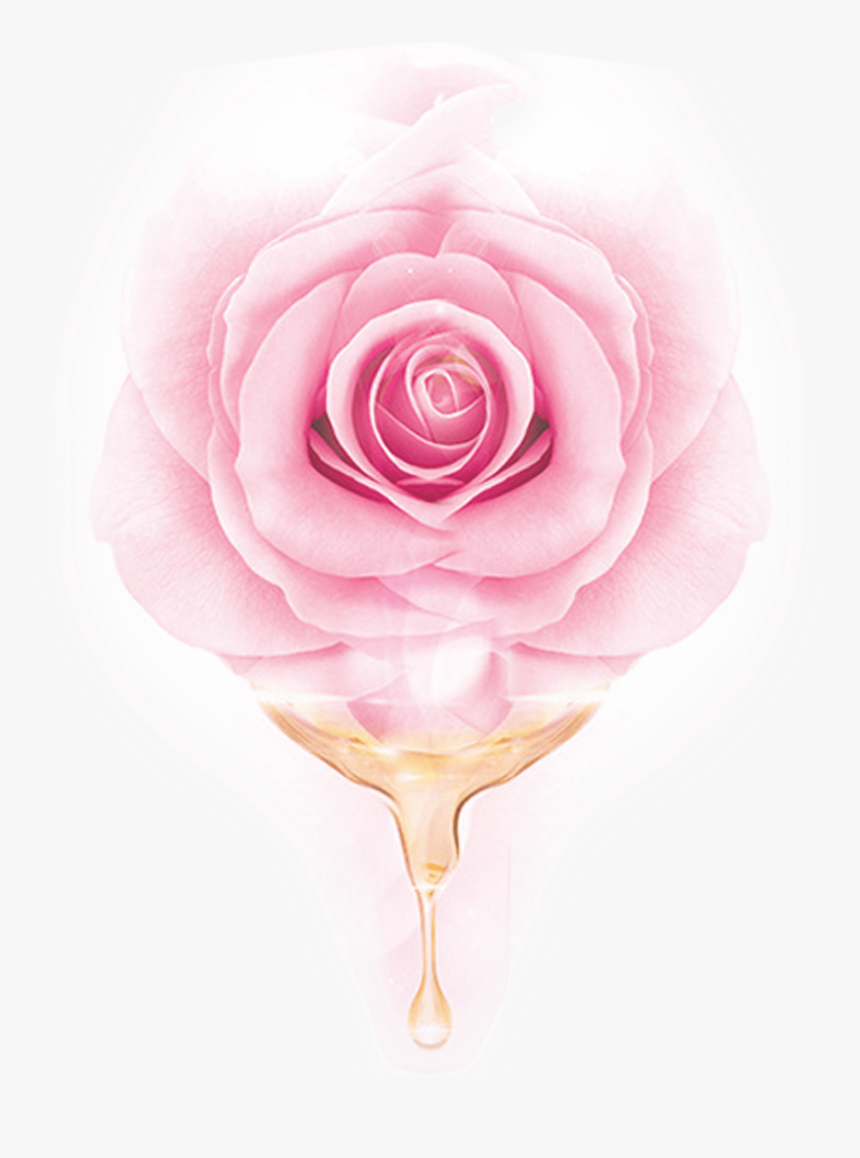 Rose Essential Oil Drop, HD Png Download, Free Download