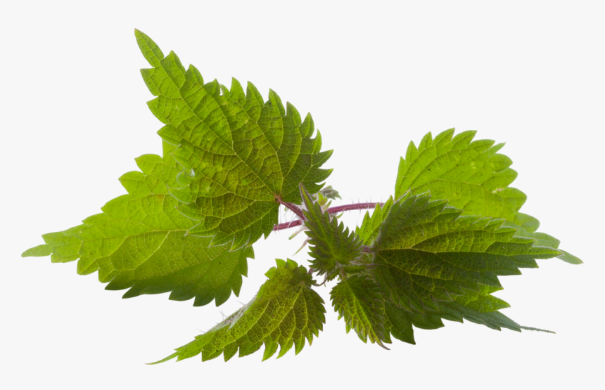 Fresh Nettle Png Transparent Background - Herbal Hair Oil Png, Png Download, Free Download