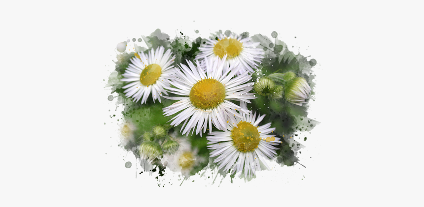 Daisy Watercolor Art Carry All Pouch For Sale By Christina - Thank You Daisies, HD Png Download, Free Download