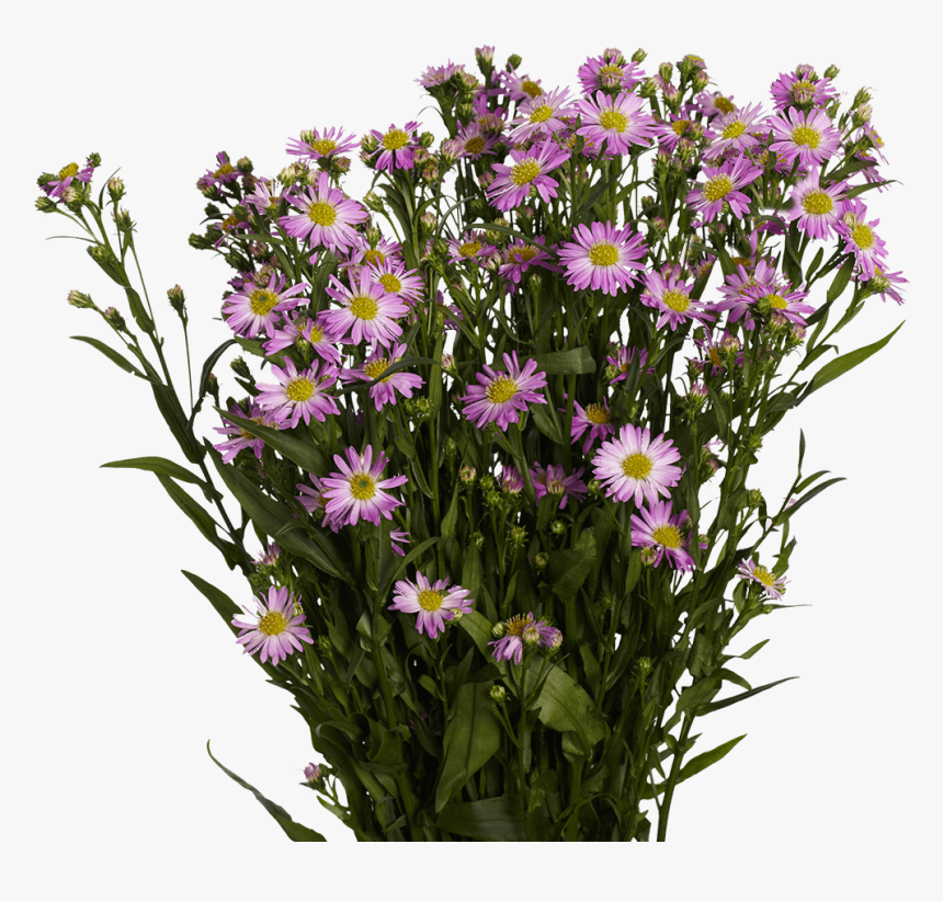 Best Pink Aster Flowers - New York Aster, HD Png Download, Free Download