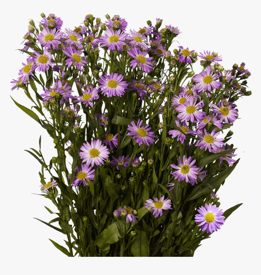 Fresh Purple Aster Flowers - New England Aster, HD Png Download, Free Download