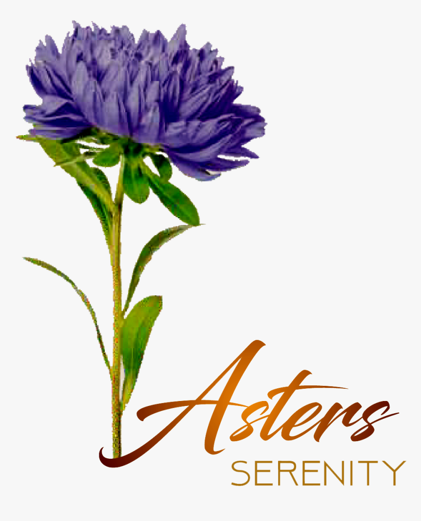 Aster - African Daisy, HD Png Download, Free Download