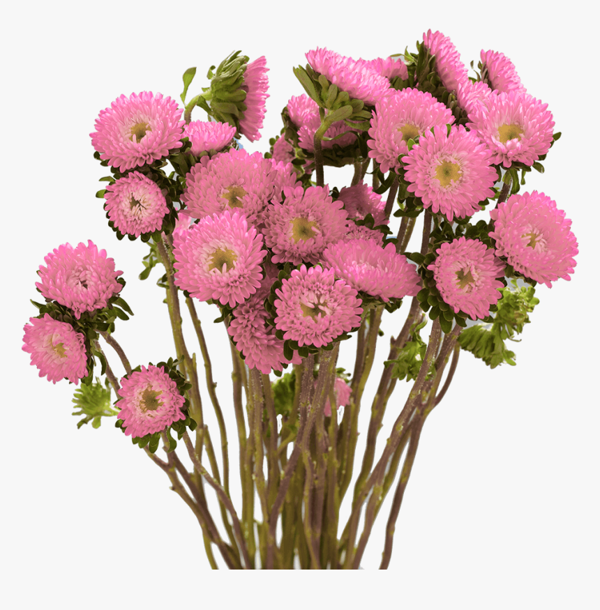 Best Pink Aster Matsumoto Flowers - Bouquet, HD Png Download, Free Download