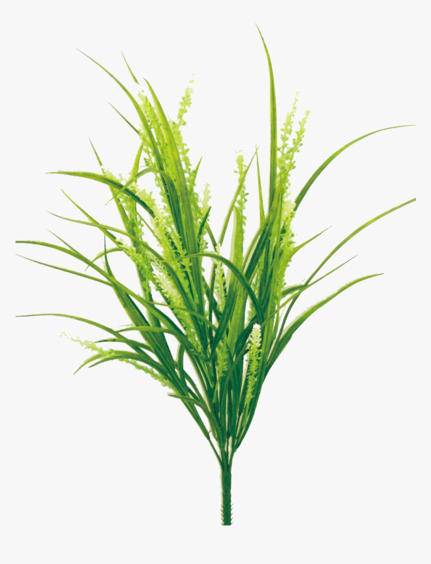 Plastic Rice Grass Bush - Sweet Grass, HD Png Download, Free Download