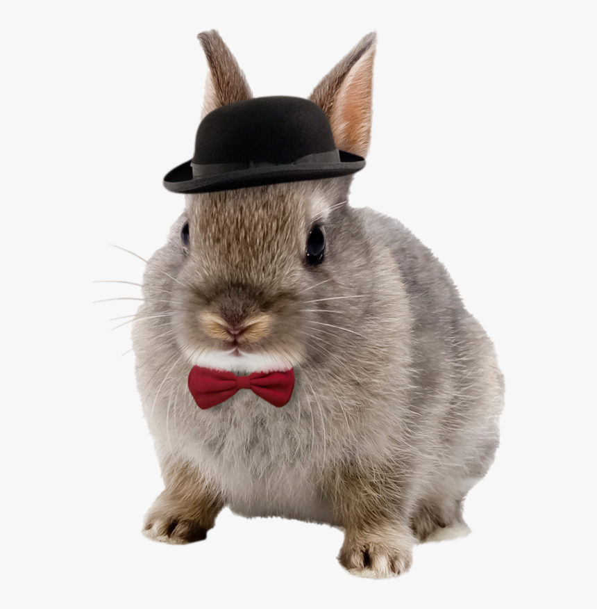 Tube Formato Png - Teacup Netherland Dwarf Rabbit, Transparent Png, Free Download
