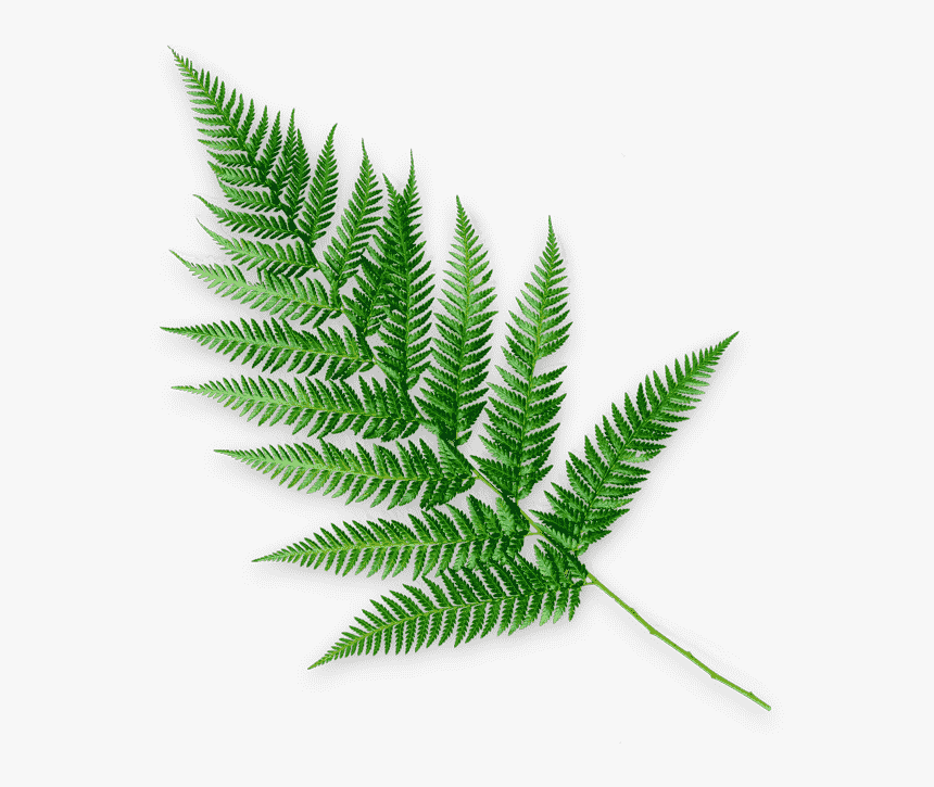 Ostrich Fern, HD Png Download, Free Download