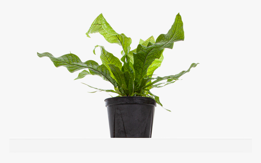 Large / Grow - Flowerpot, HD Png Download, Free Download