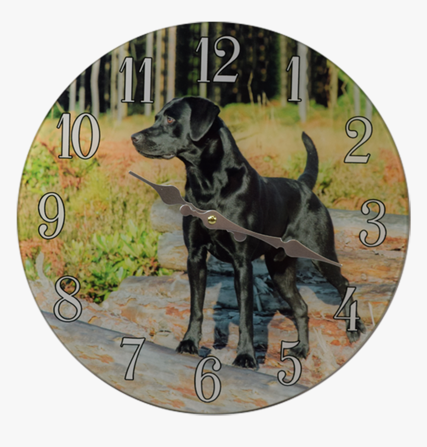 C1027 Black Lab Glass Clock 13"x 13" - Full Size Black Labrador, HD Png Download, Free Download