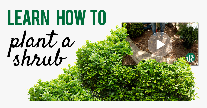 How To Plant A Shrub - Color, HD Png Download, Free Download