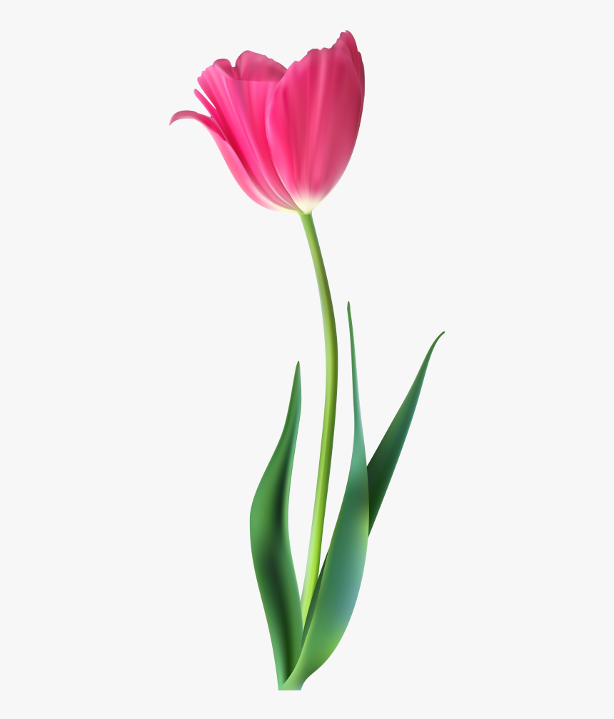 High Resolution Beautiful Tulips, HD Png Download, Free Download