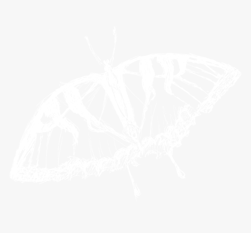 Moth White Transparent - Johns Hopkins Logo White, HD Png Download, Free Download