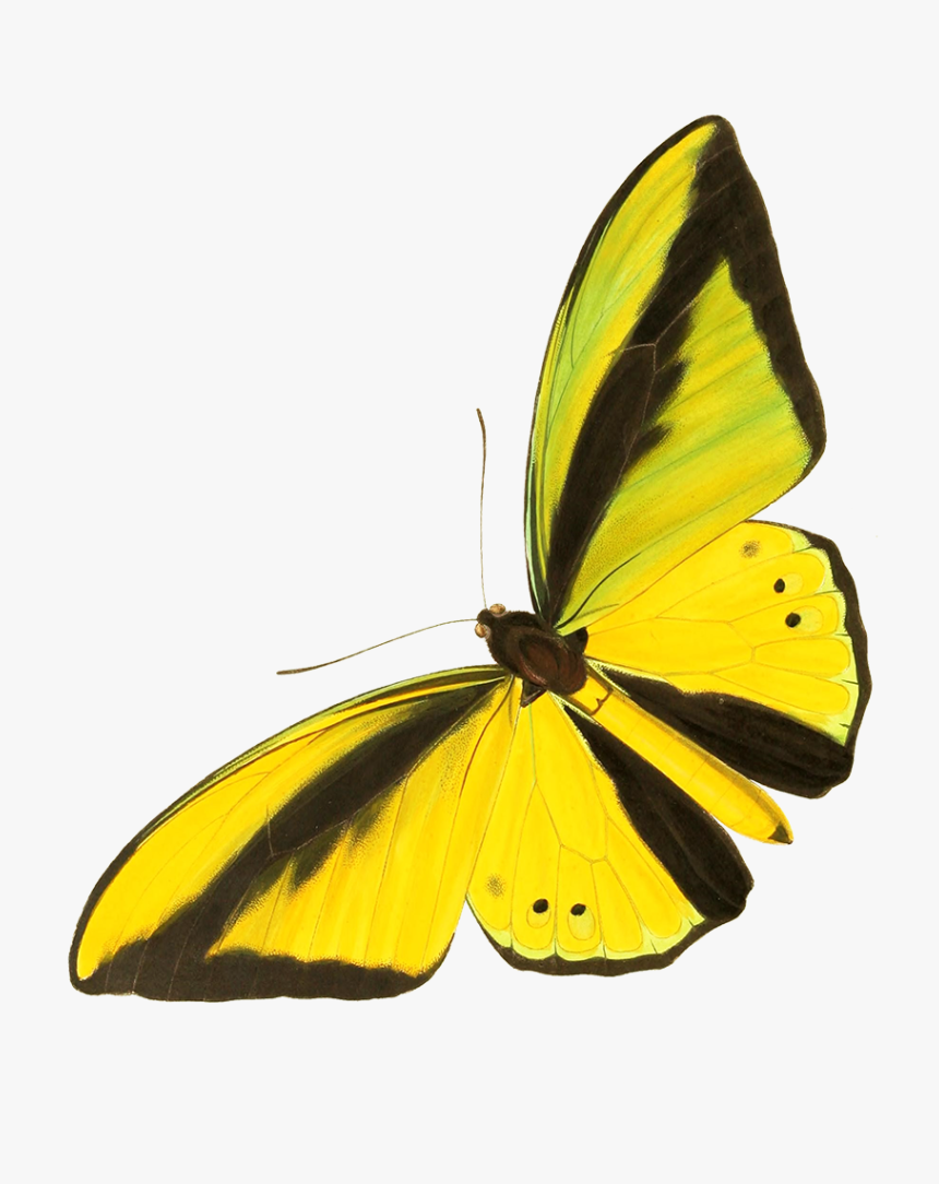 Drawing Cut-out Yellow Butterfly - Yellow Vintage Butterfly Prints, HD Png Download, Free Download