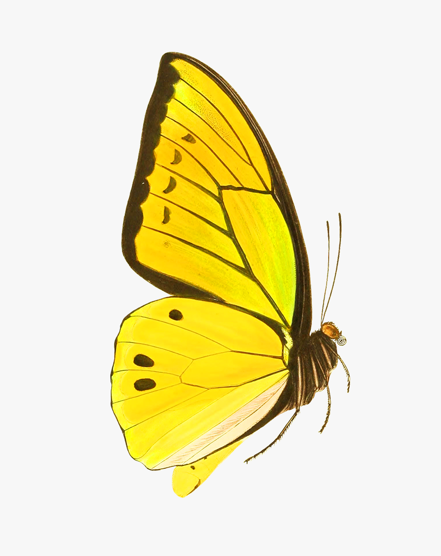 Yellow Butterfly Drawing Cut-out - Yellow Vintage Butterfly Prints, HD Png Download, Free Download