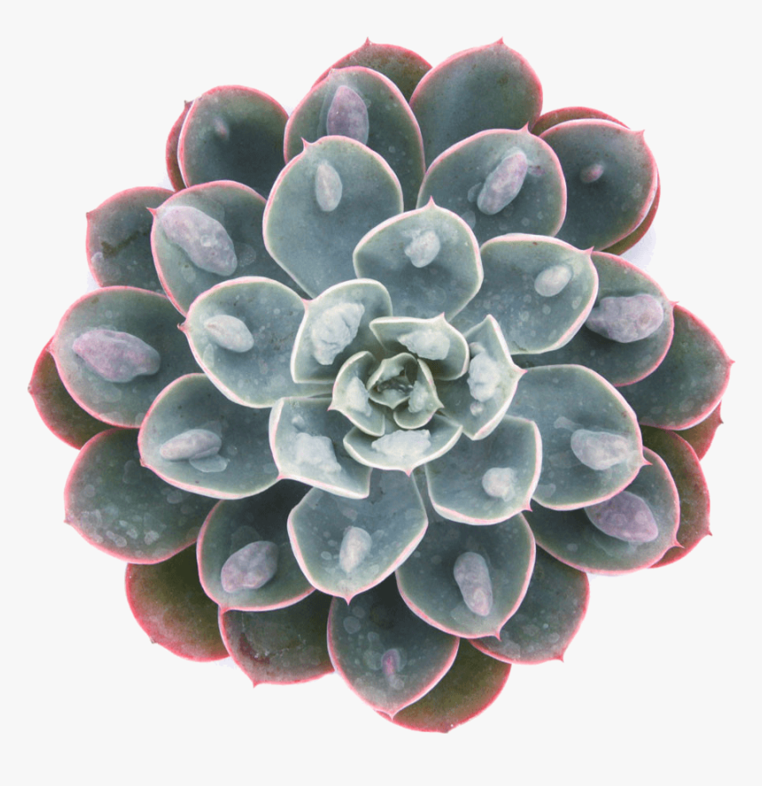 Echeveria Raindrops X Hyalina, HD Png Download, Free Download