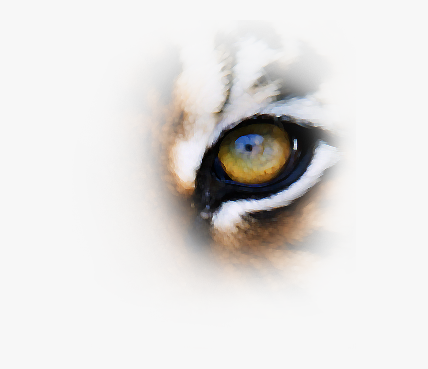 Tiger Eyes Png Download - Close-up, Transparent Png, Free Download