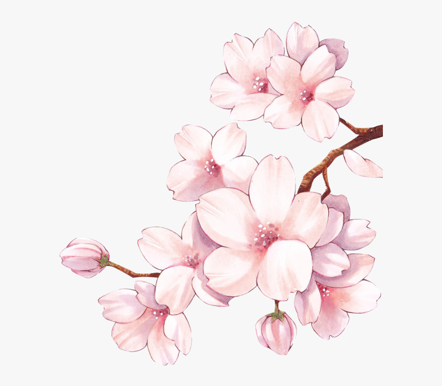 Цветы Сакуры На Прозрачном Фоне, HD Png Download, Free Download