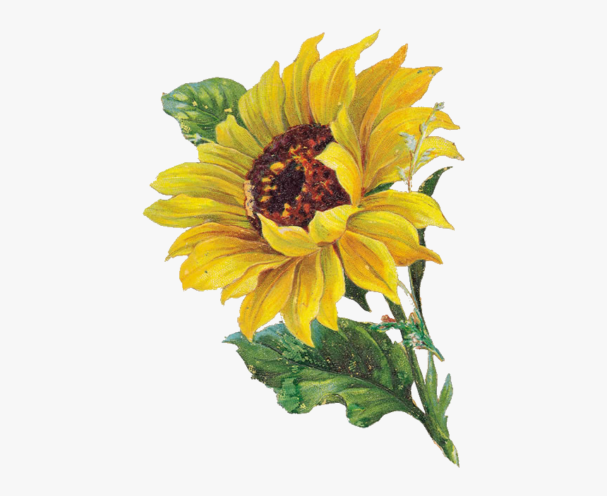Sunflower Watercolor Png, Transparent Png, Free Download