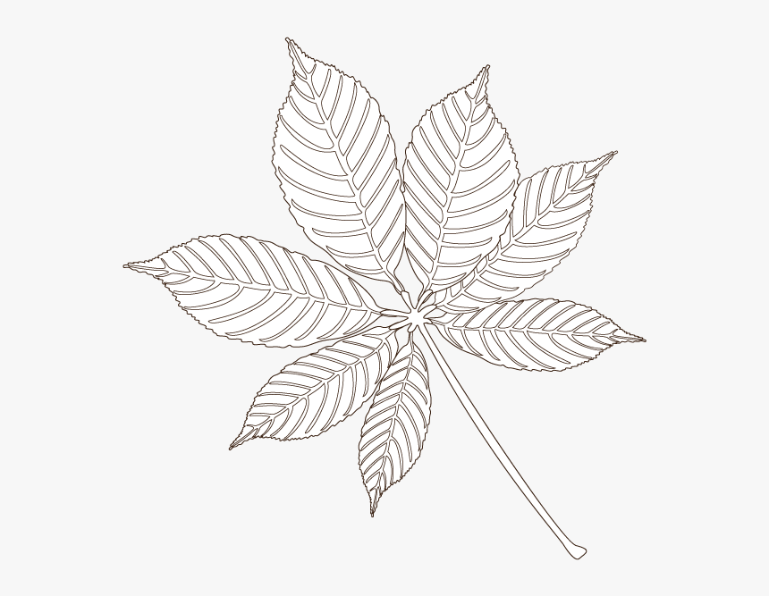 Buckeye Leaf - Maple Leaf, HD Png Download, Free Download