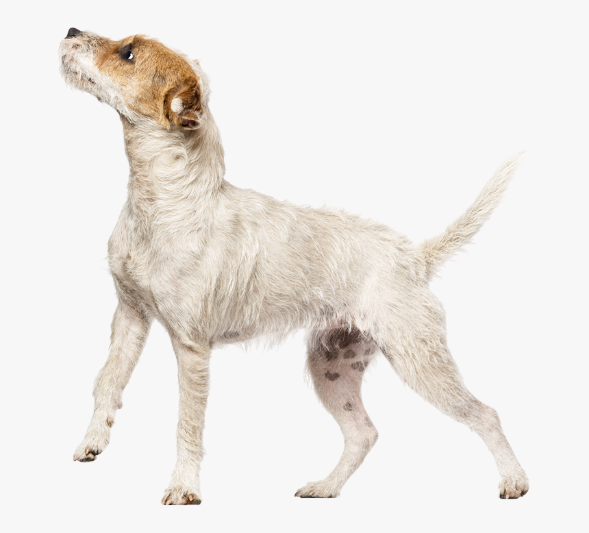 Companion Dog, HD Png Download, Free Download