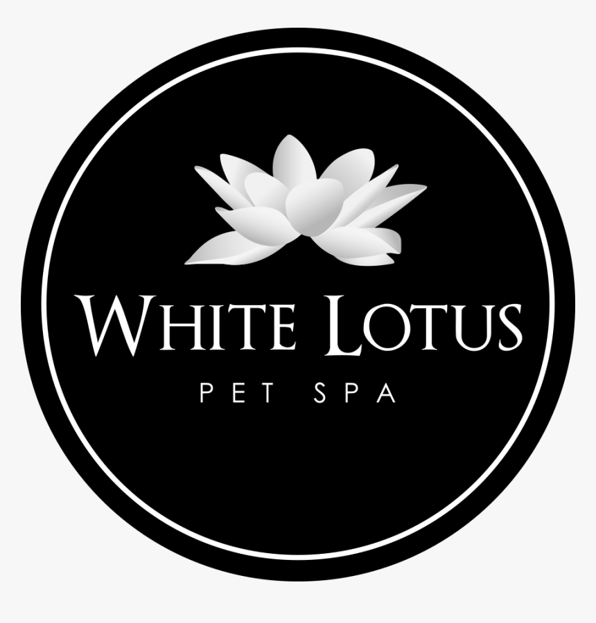 White Lotus Png, Transparent Png, Free Download
