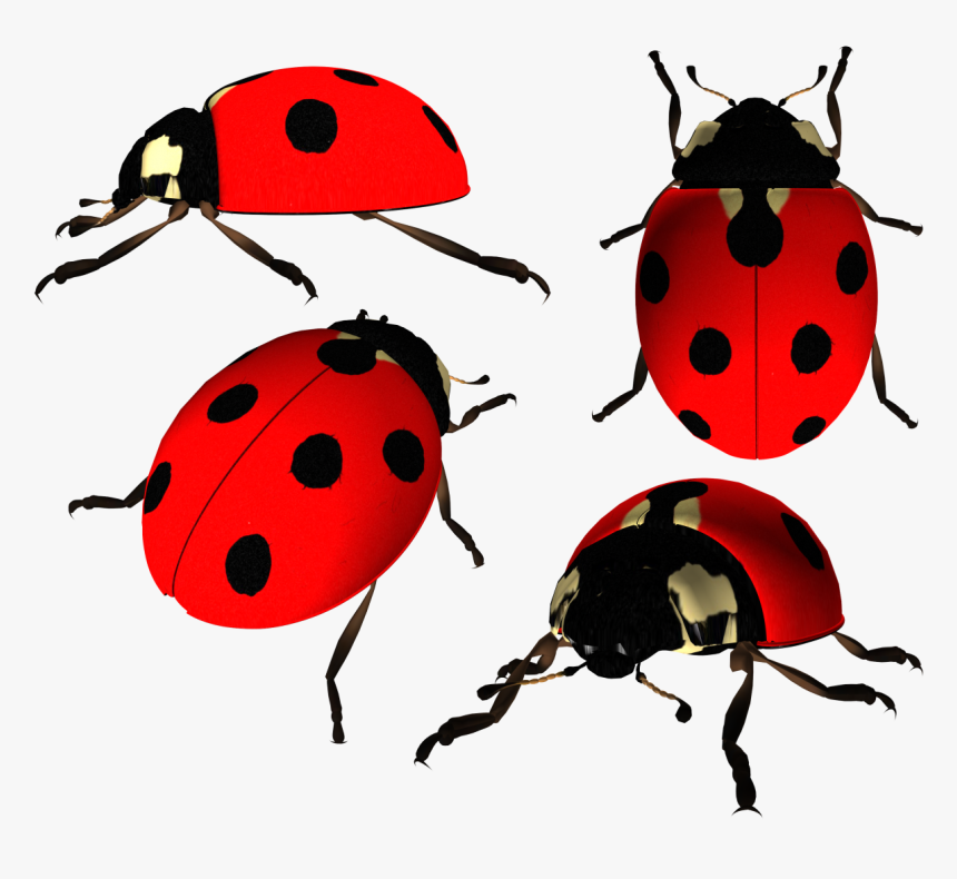 Ladybug Png Image - Ladybug Png, Transparent Png, Free Download
