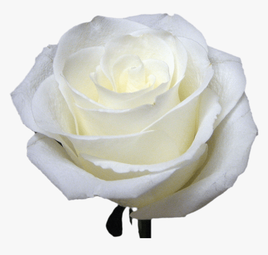 White Roses For Bouquets - Floribunda, HD Png Download, Free Download