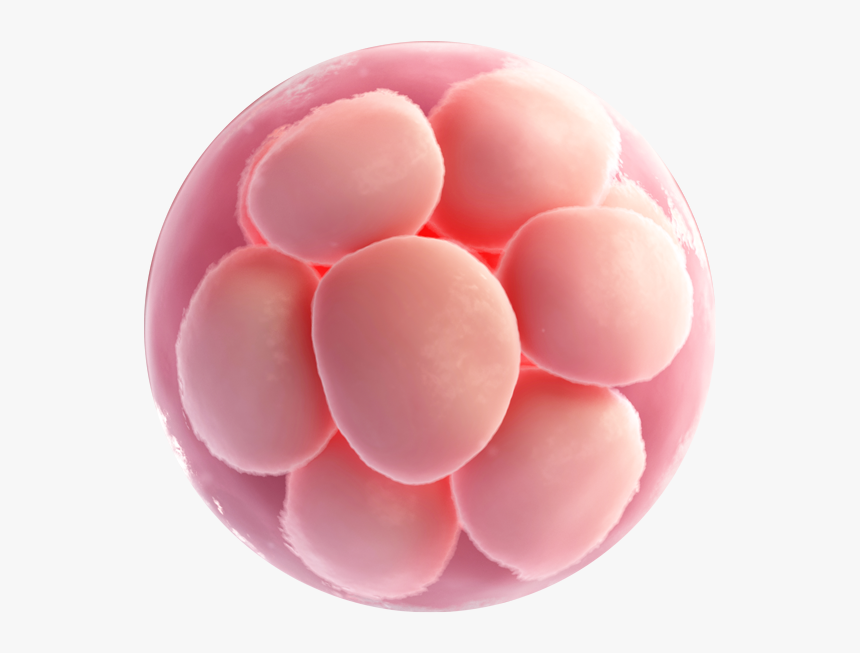 The Egg Donor & Surrogacy Program - 胚 盤 胞 移植 着 床 率, HD Png Download, Free Download