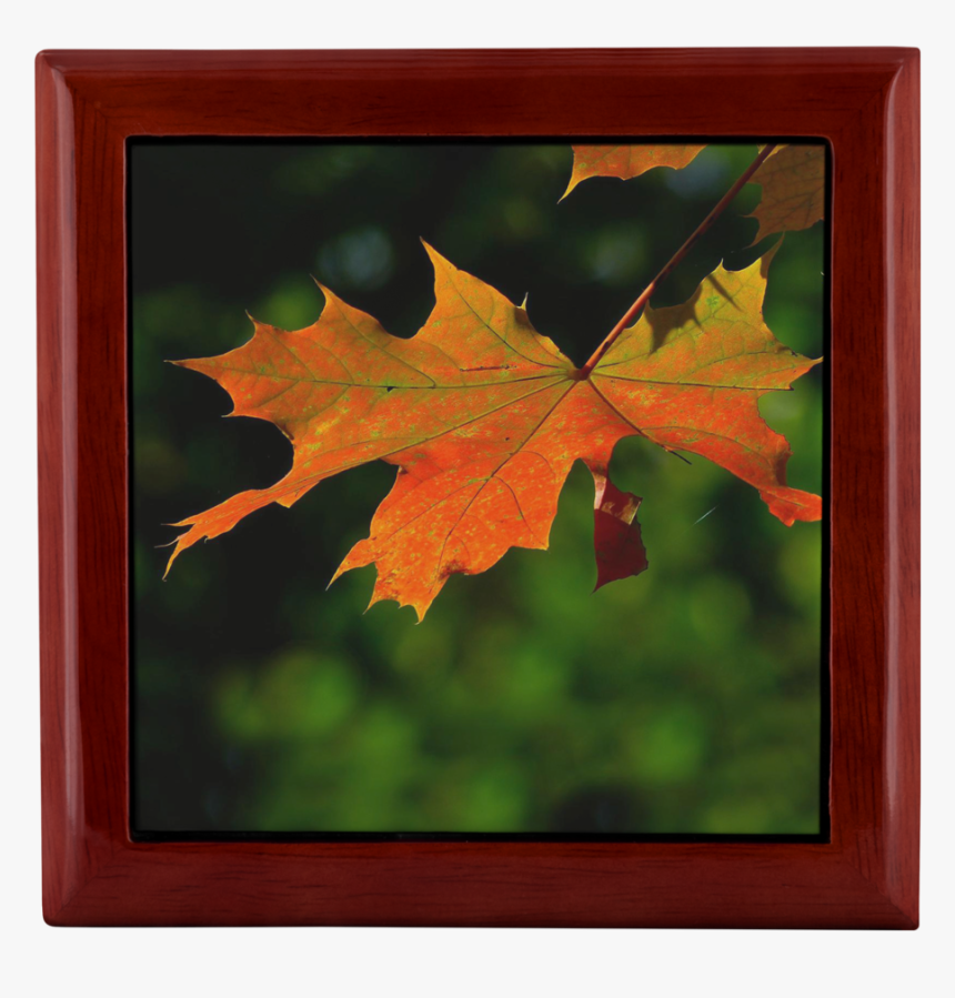 Red Maple Leaf In A Red Mahogany Wooden Jewelry Box - Autumn, HD Png Download, Free Download