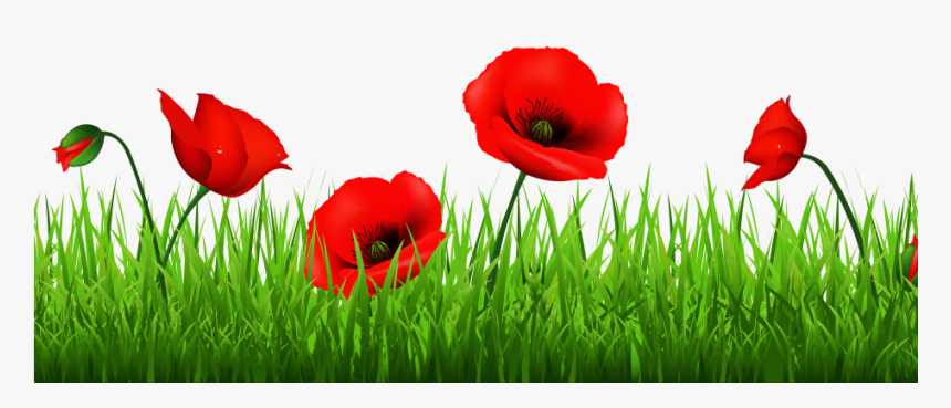 Transparent Corn Plant Png - Remembrance Day Poppy Png Transparent, Png Download, Free Download