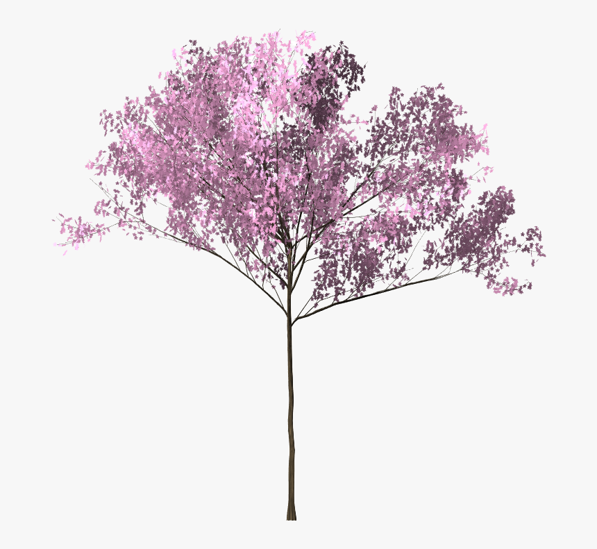 Pohon Sakura Png - Bunga Sakura Png, Transparent Png, Free Download