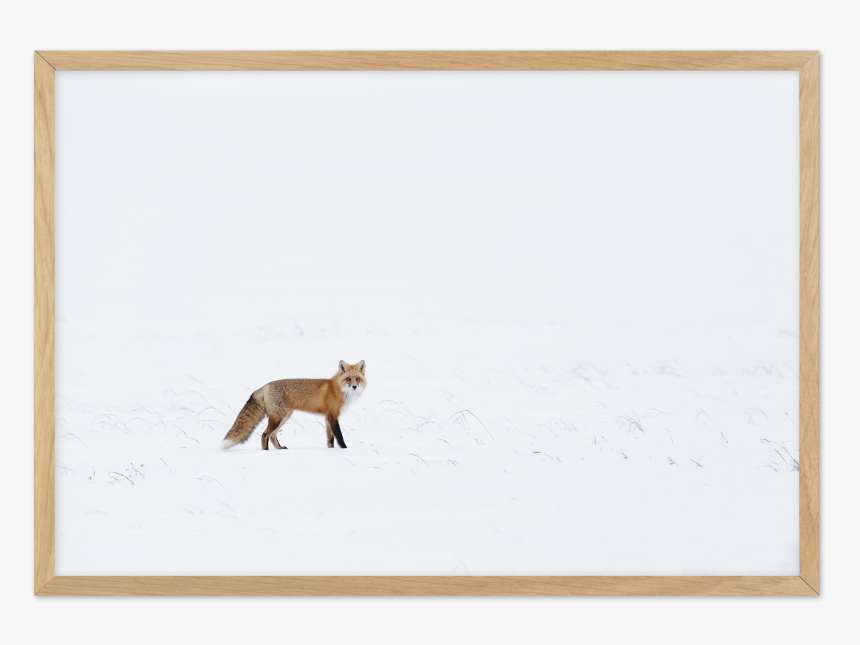 Arctic Fox - Red Fox, HD Png Download, Free Download