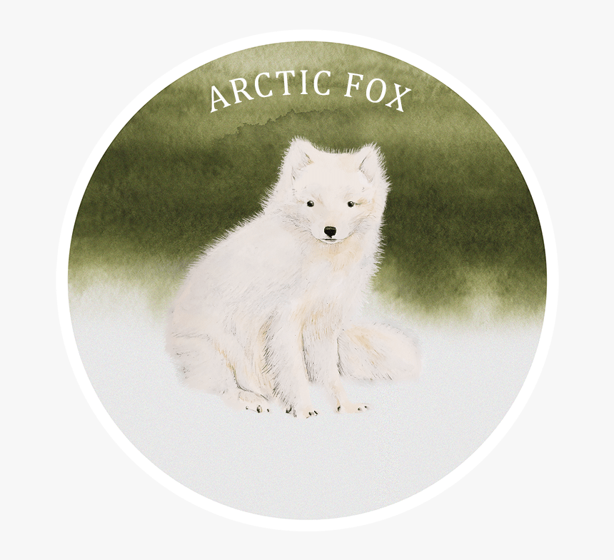 Arctic Fox, HD Png Download, Free Download