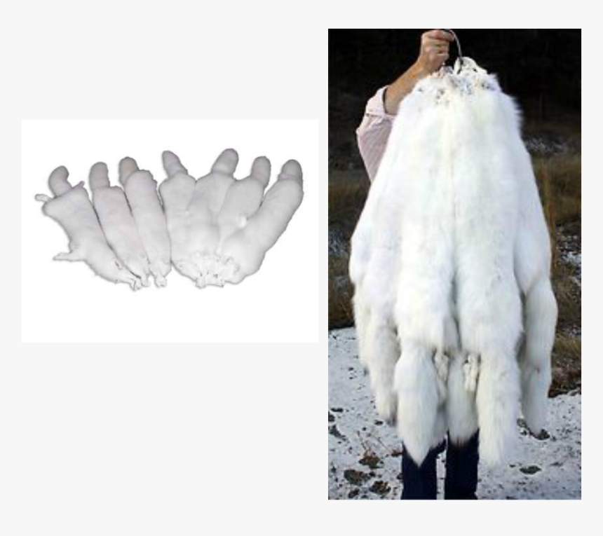 Picture - Arctic Fox Pelt Trade, HD Png Download, Free Download