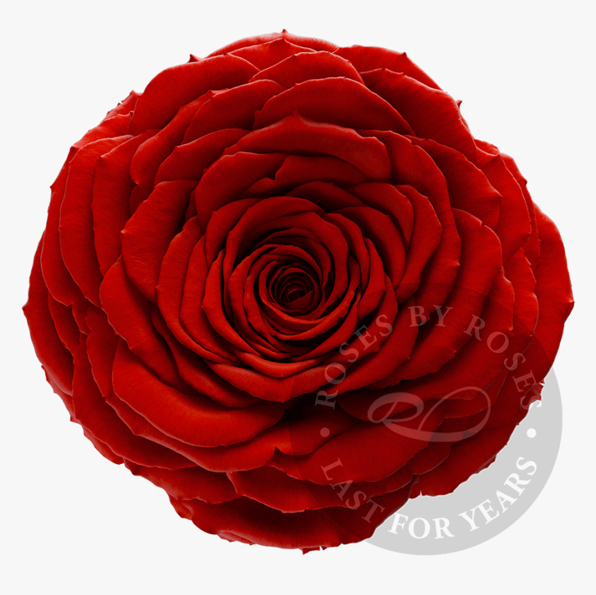 Red Rose Preserved Big Rosesbyroses - Garden Roses, HD Png Download, Free Download