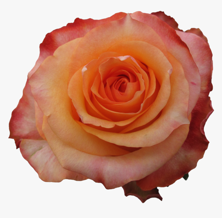 Garden Roses, HD Png Download, Free Download