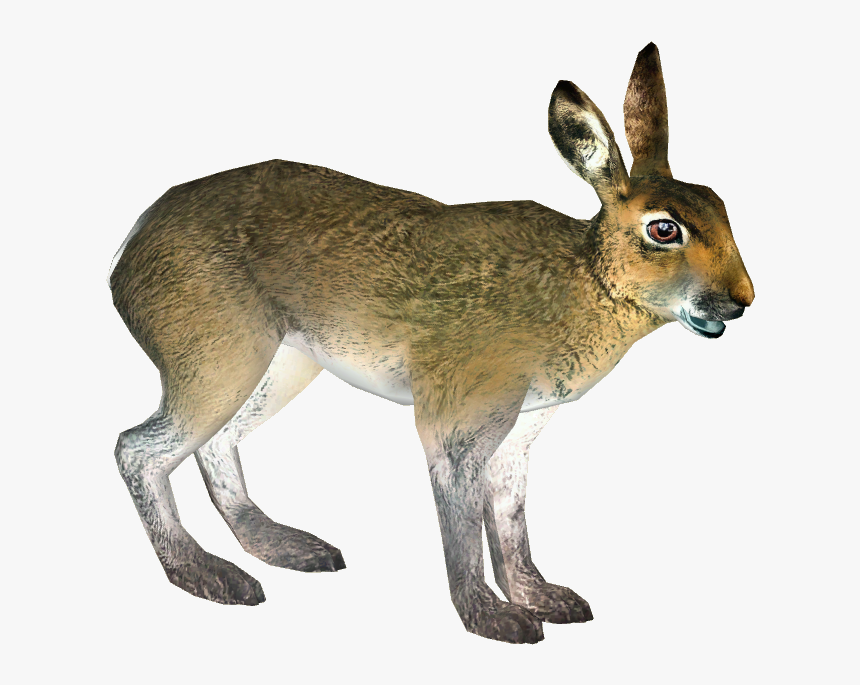 Mountain Hare - Swamp Rabbit, HD Png Download, Free Download