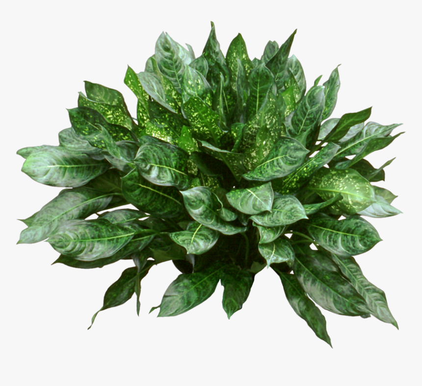 Houseplant, HD Png Download, Free Download