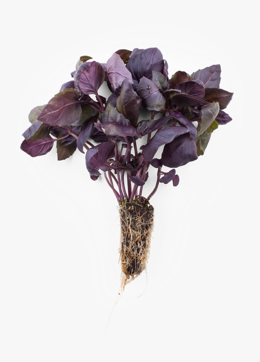 Bordeaux Basil - Spiderwort, HD Png Download, Free Download
