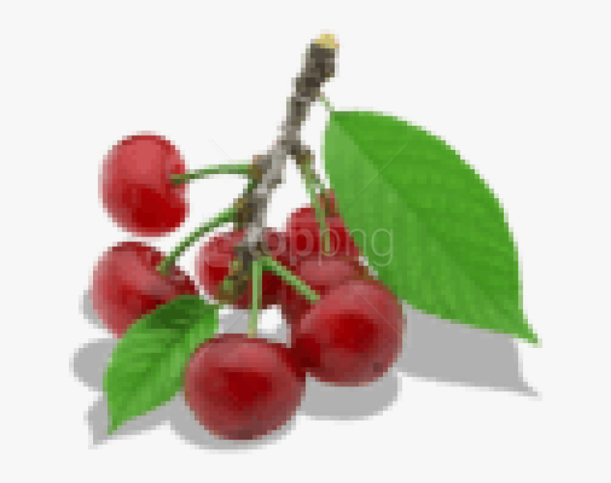 Download Twig Of Cherry Clipart Png Photo - Portable Network Graphics, Transparent Png, Free Download