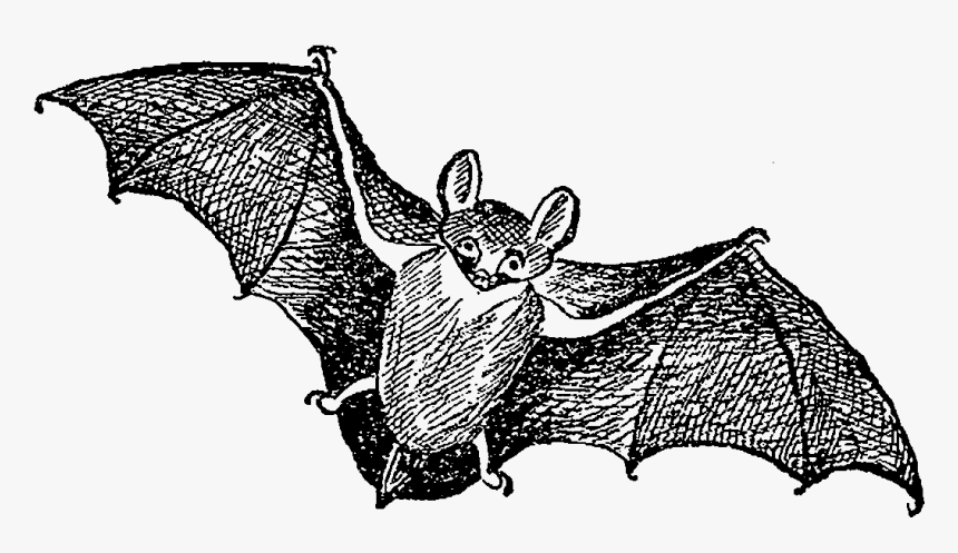 Digital Stamp Design Vintage Halloween Digital Clip - Flying Bat Vintage Art, HD Png Download, Free Download