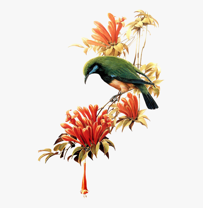 Ramo De Flor Com Pássaro - Birds, HD Png Download, Free Download